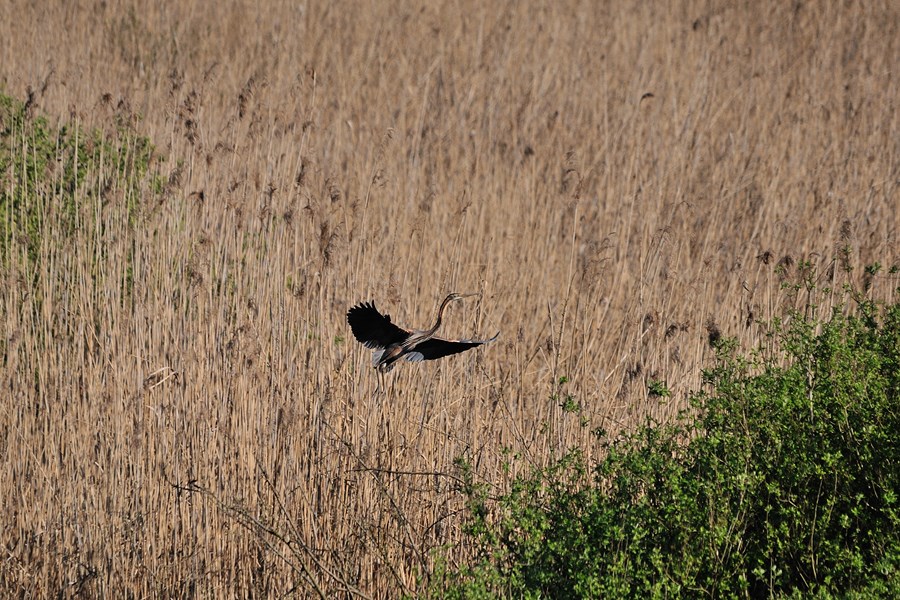 S''aggirano per il canneto